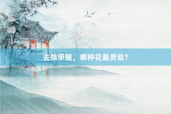 去除甲醛，哪种花最灵验？
